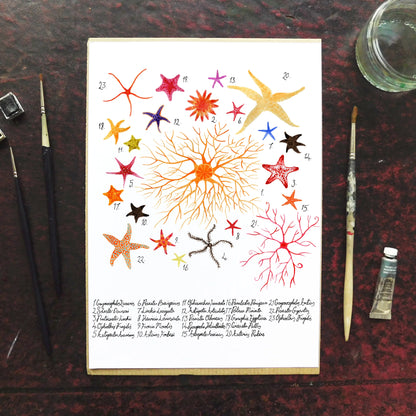 Asterozoa Starfish Art Print