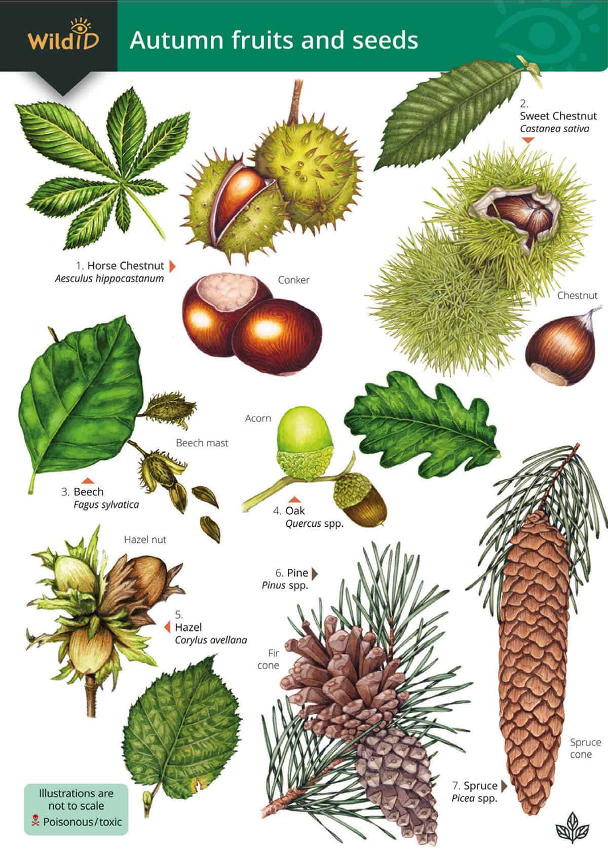 Autumn Fruits and Seeds - Wild ID Guide
