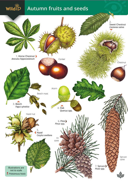 Autumn Fruits and Seeds - Wild ID Guide