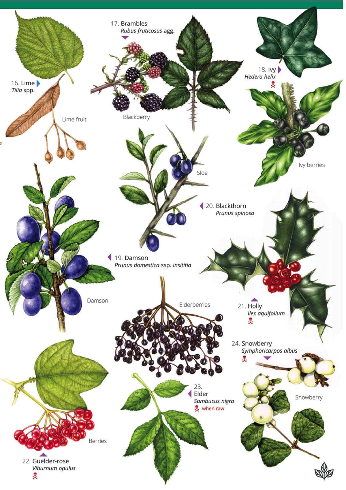 Autumn Fruits and Seeds - Wild ID Guide