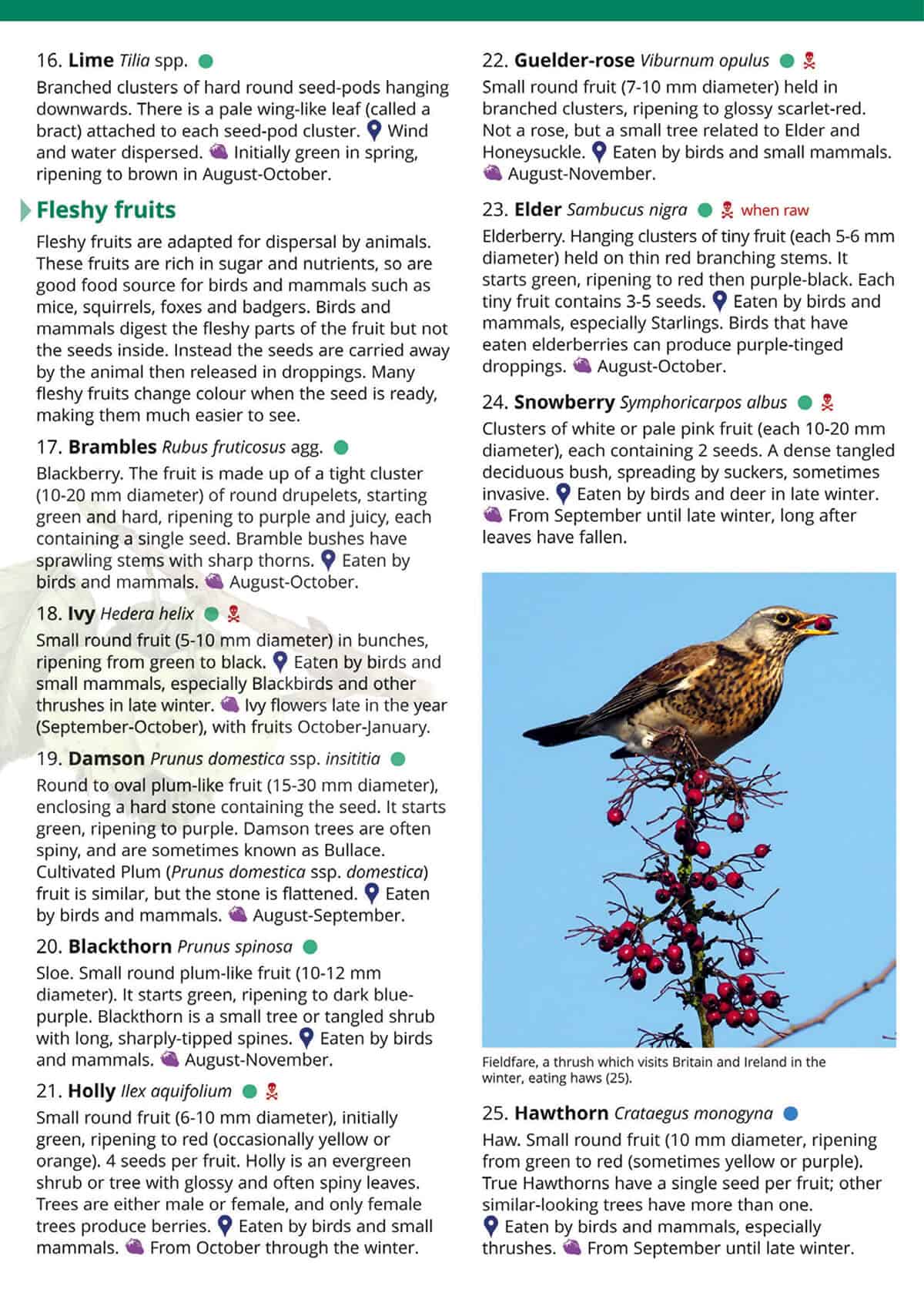 Autumn Fruits and Seeds - Wild ID Guide