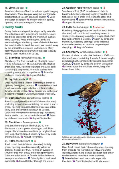 Autumn Fruits and Seeds - Wild ID Guide