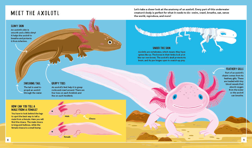 Young Zoologist Axolotl