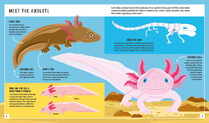 Young Zoologist Axolotl