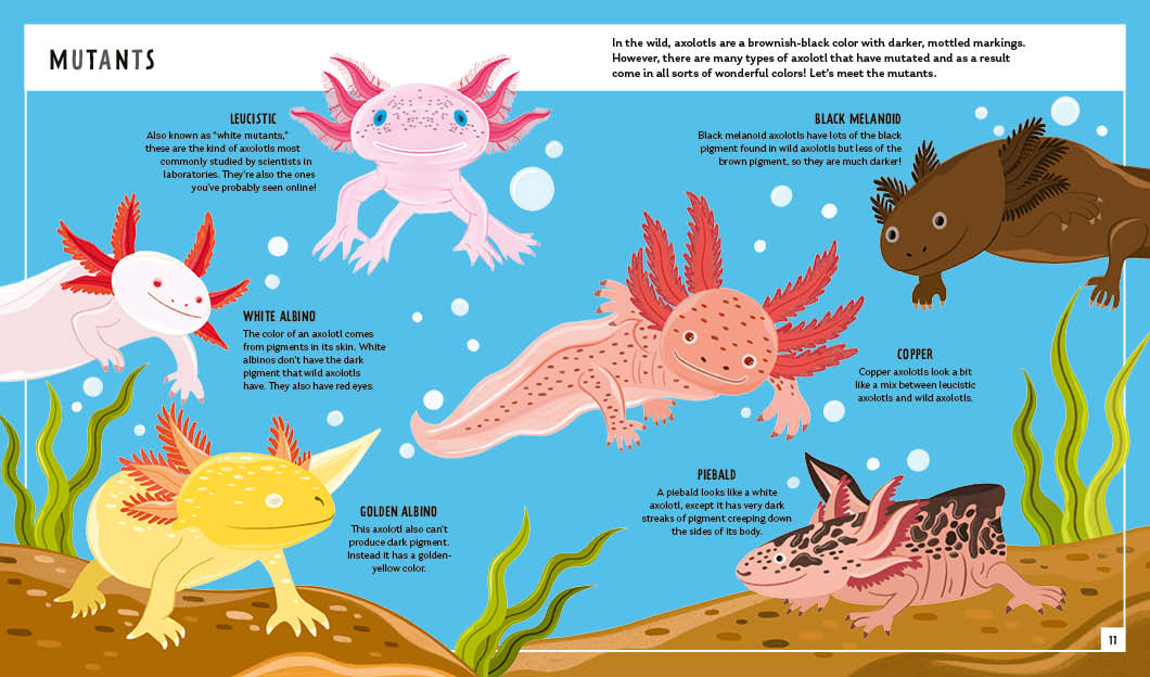 Young Zoologist Axolotl