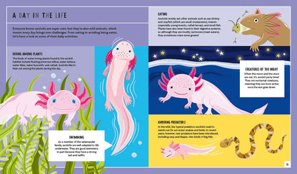 Young Zoologist Axolotl