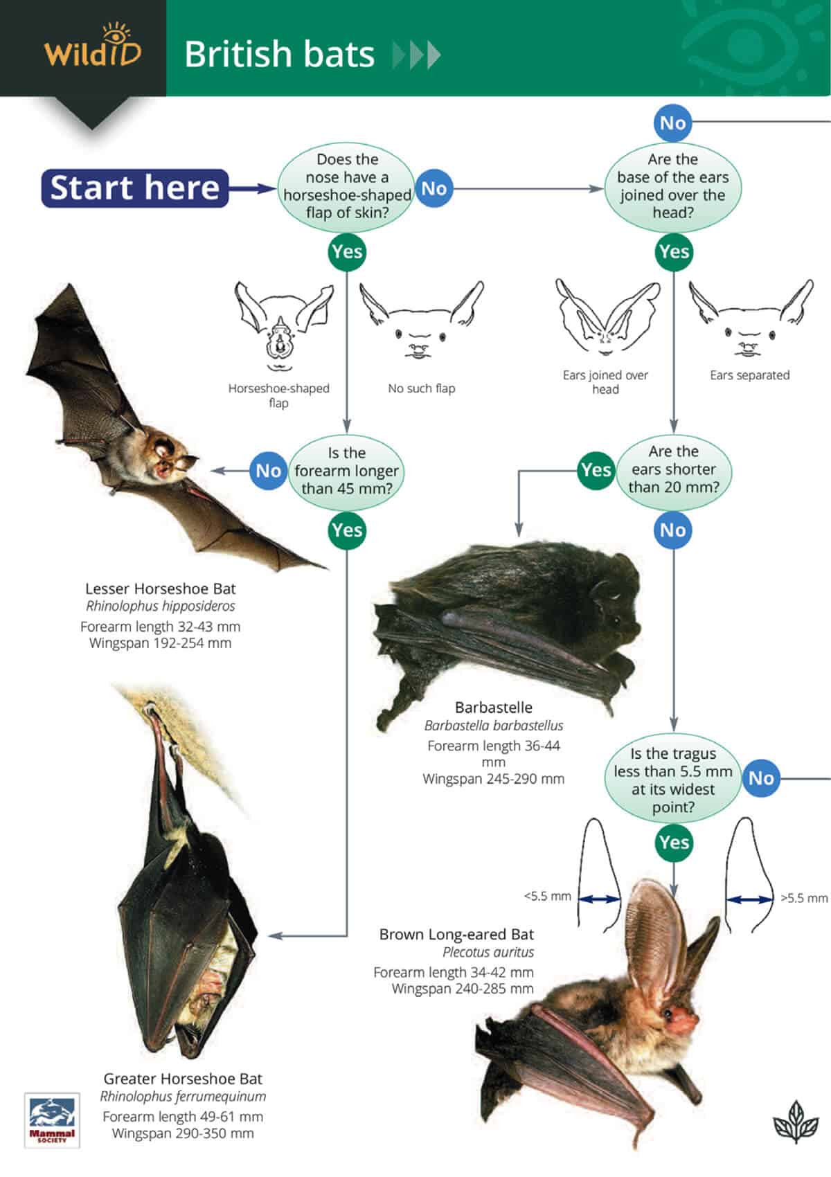 Bats - Wild ID Guide