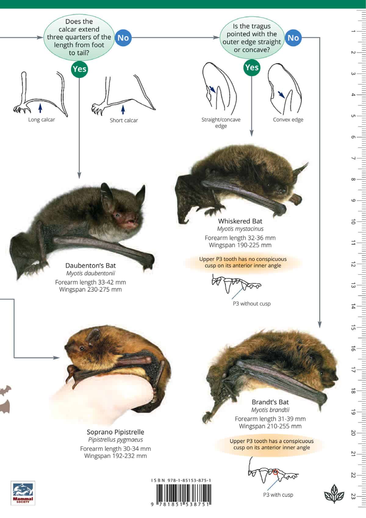 Bats - Wild ID Guide