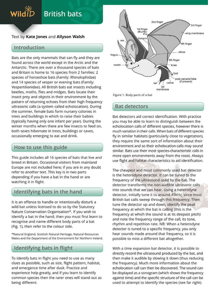 Bats - Wild ID Guide