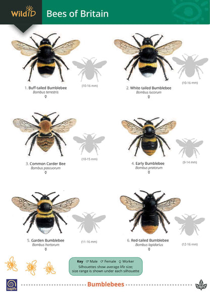 Bees of Britain - Wild ID Guide