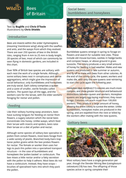 Bees of Britain - Wild ID Guide