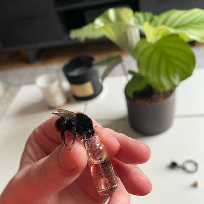 Bamboo Bee Revival Kit - Rose Gold
