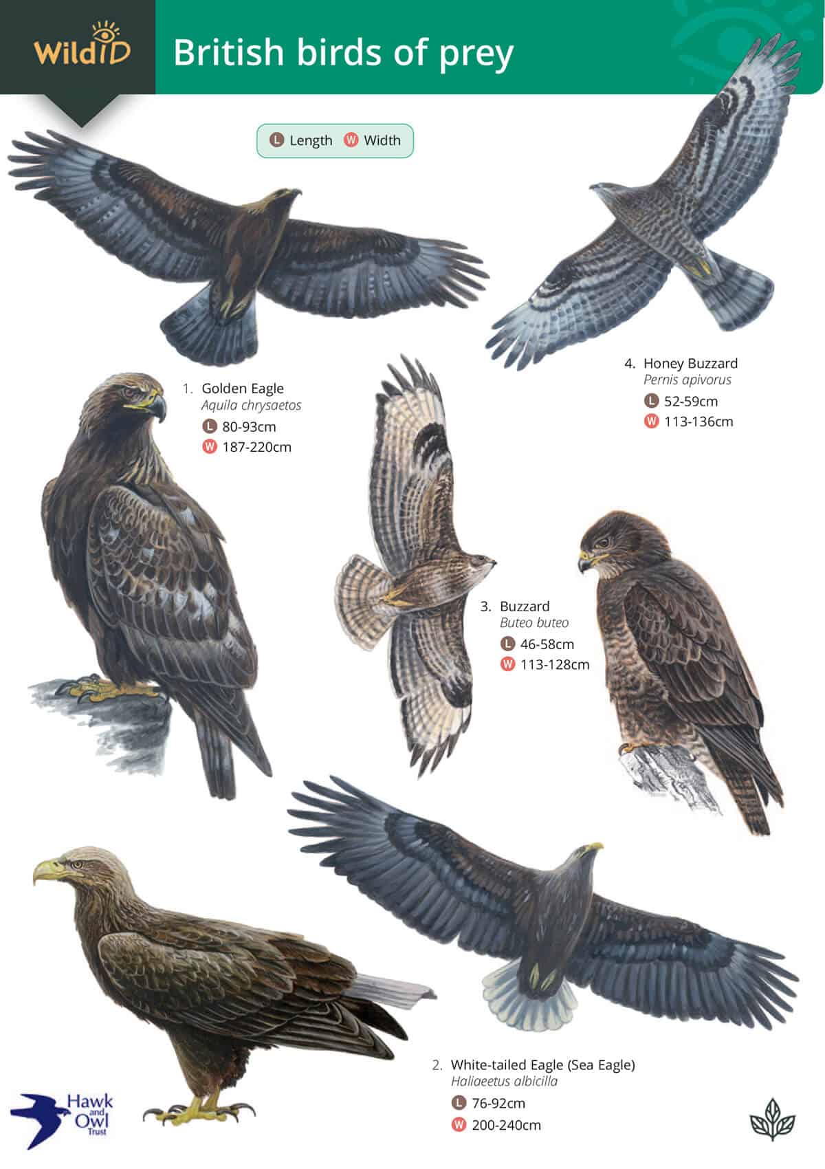 British Birds of Prey - Wild ID Guide