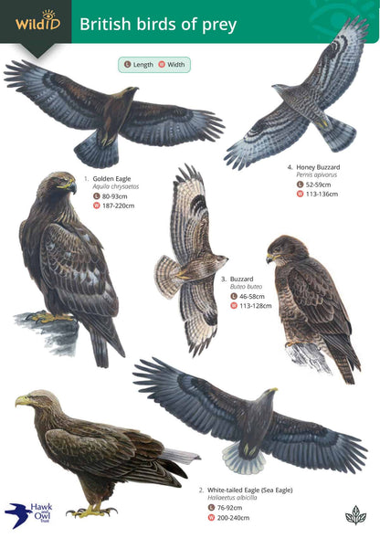 British Birds of Prey - Wild ID Guide