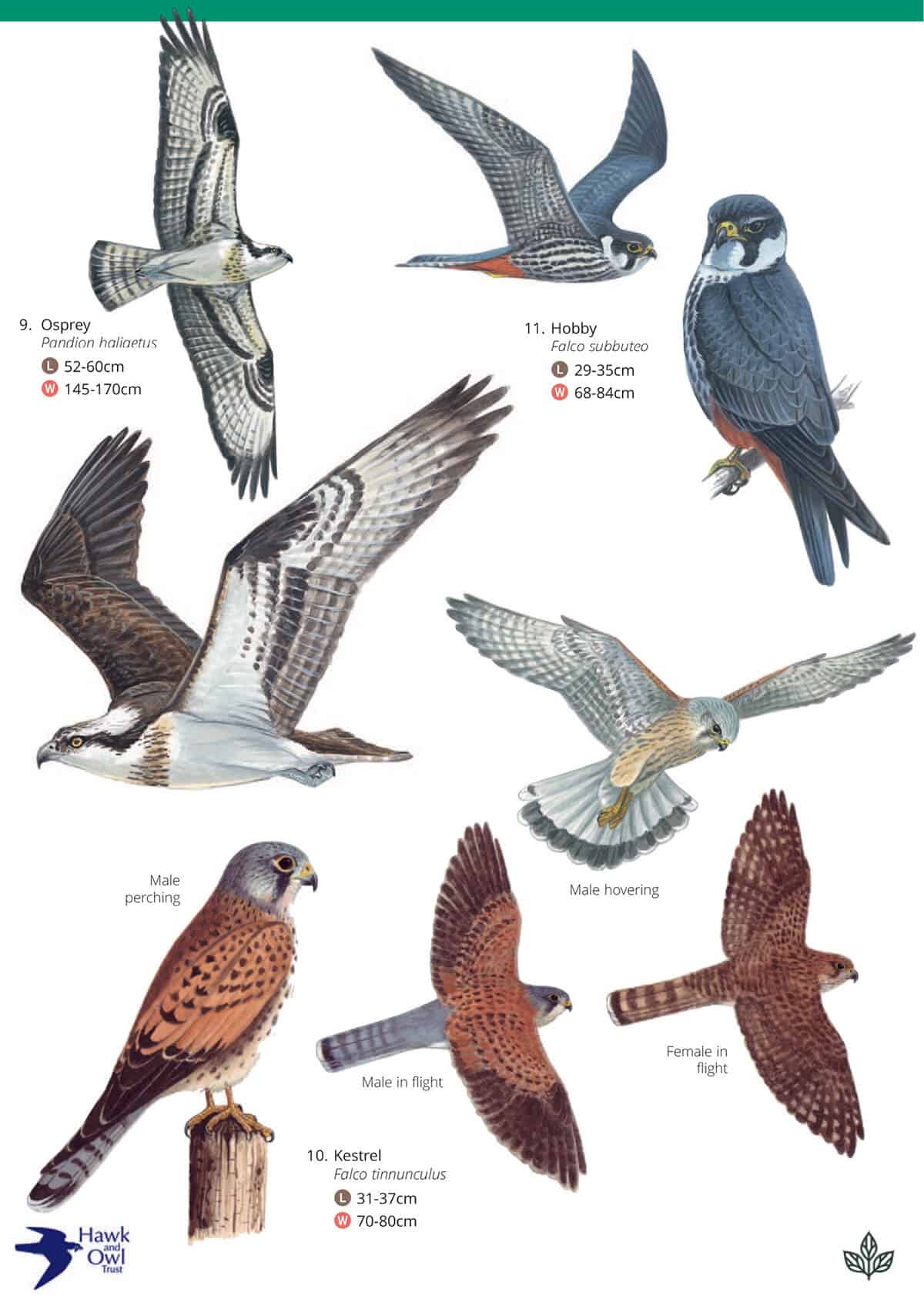 British Birds of Prey - Wild ID Guide