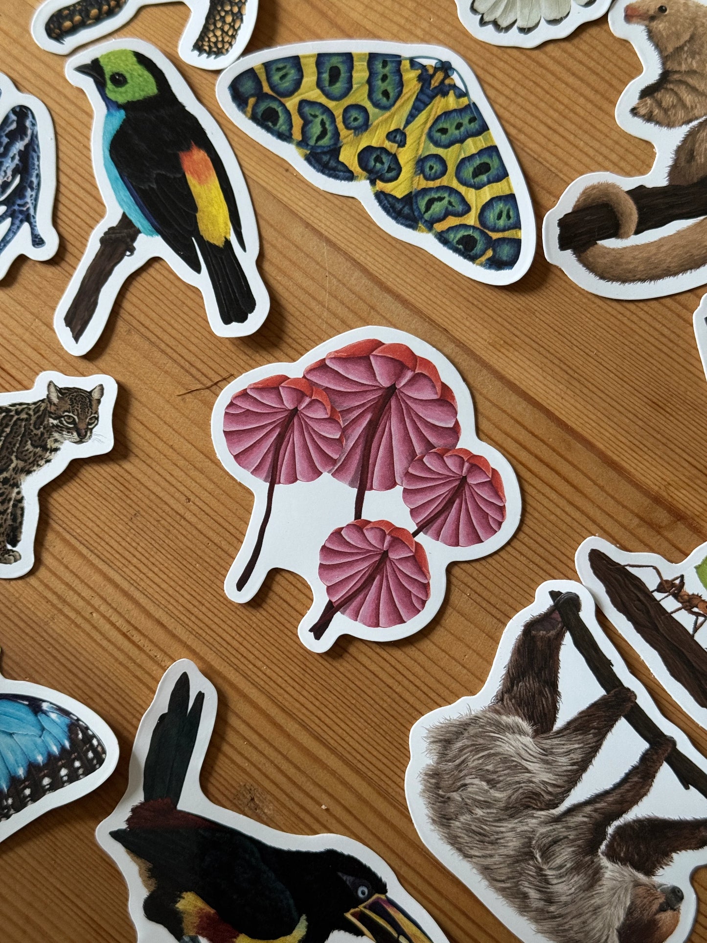 Bleeding Marasmius Mushrooms  - Vinyl Sticker