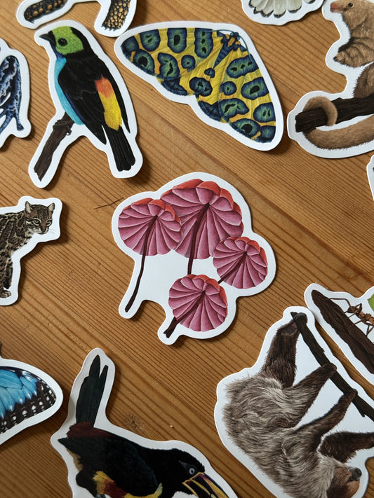 Bleeding Marasmius Mushrooms  - Vinyl Sticker