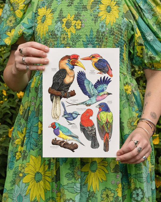 Brilliant Birds Art Print