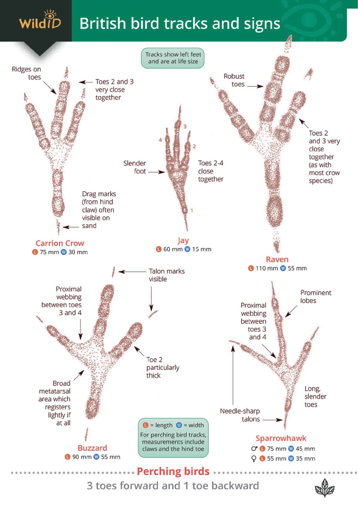 British Bird Tracks and Signs - Wild ID Guide