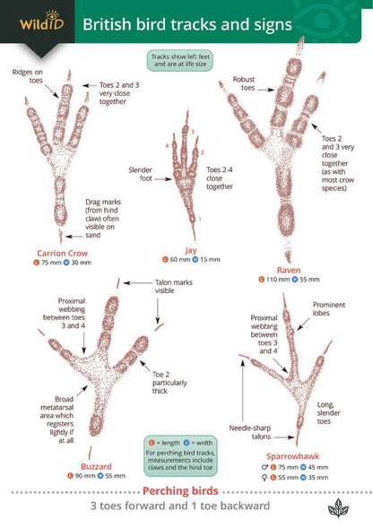 British Bird Tracks and Signs - Wild ID Guide