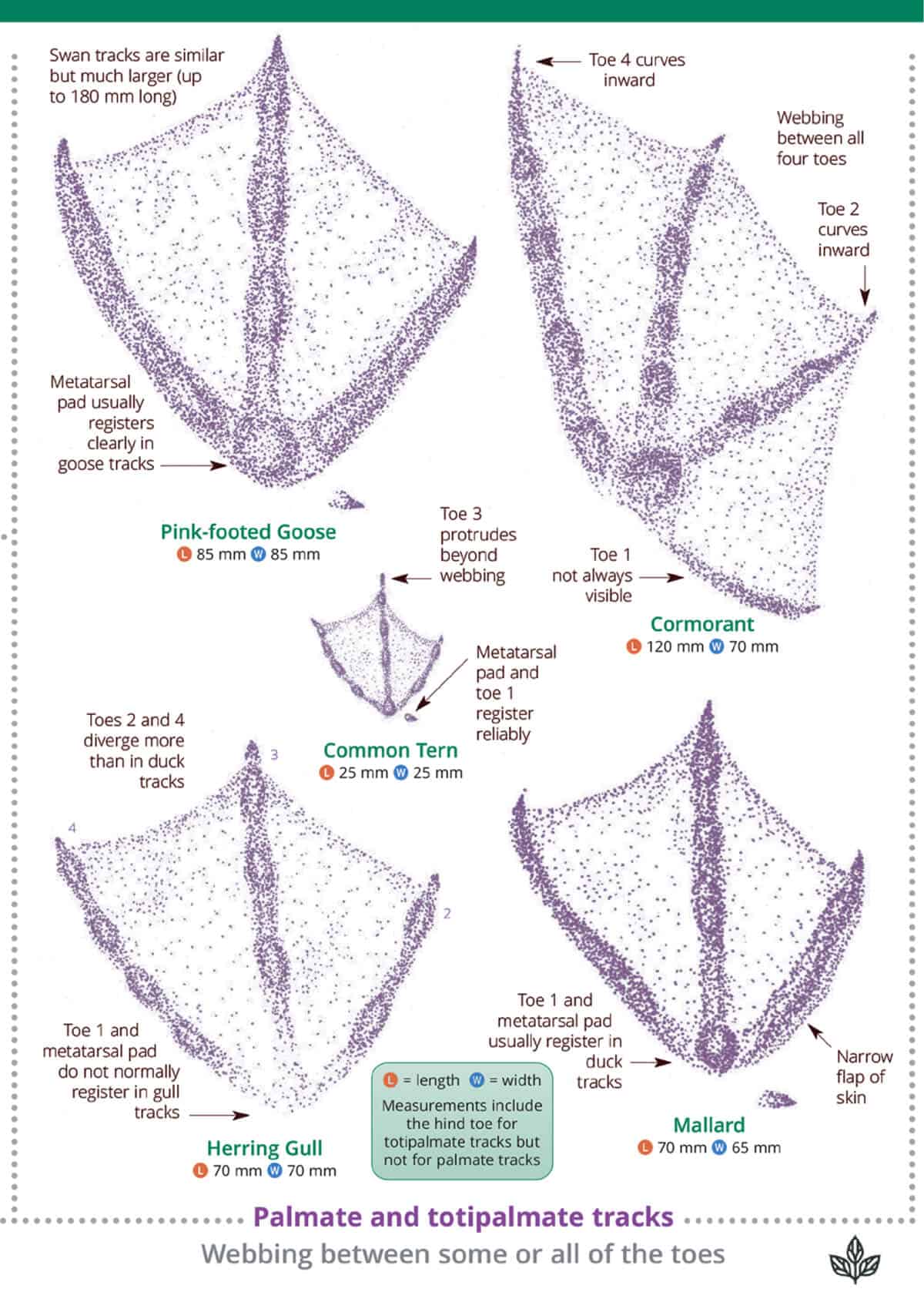 British Bird Tracks and Signs - Wild ID Guide