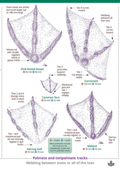 British Bird Tracks and Signs - Wild ID Guide