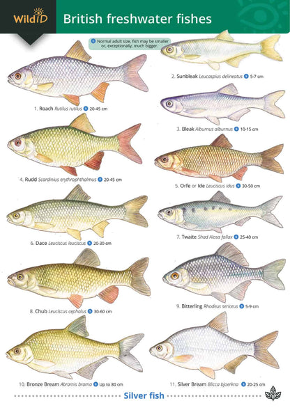 British Freshwater Fishes - Wild ID Guide