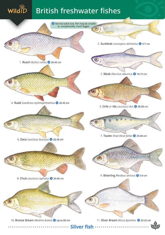 British Freshwater Fishes - Wild ID Guide