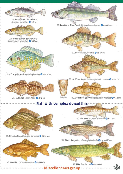 British Freshwater Fishes - Wild ID Guide
