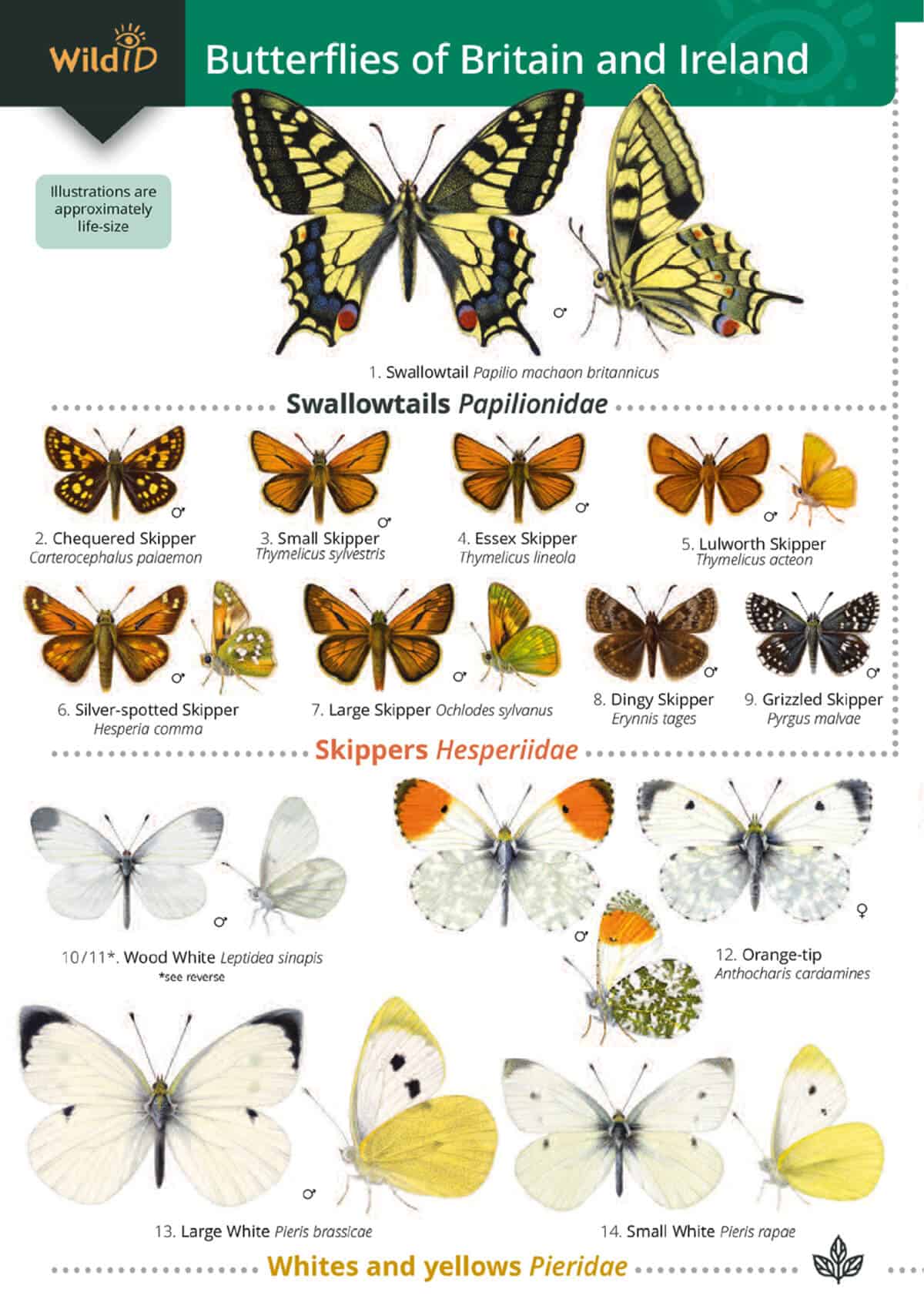 Butterflies of Britain and Ireland - Wild ID Guide