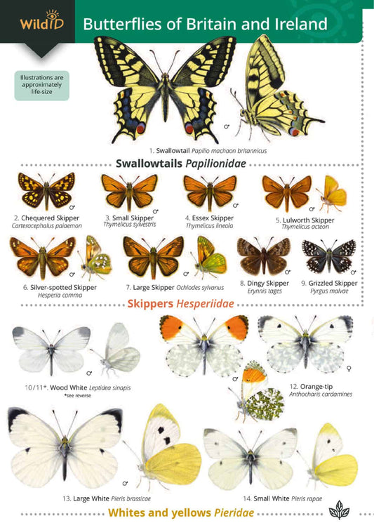 Butterflies of Britain and Ireland - Wild ID Guide