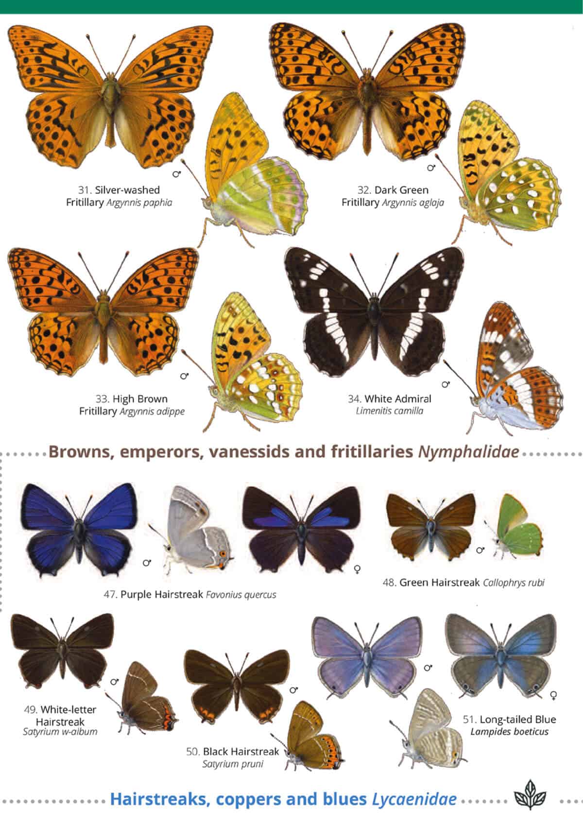 Butterflies of Britain and Ireland - Wild ID Guide