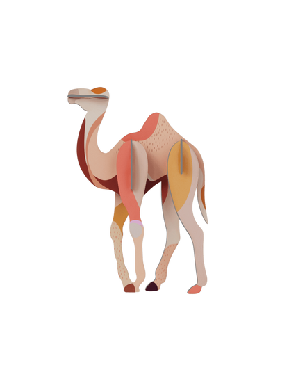 Camel - StudioROOF