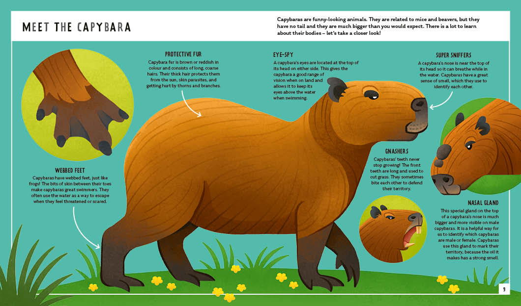 Young Zoologist Capybara