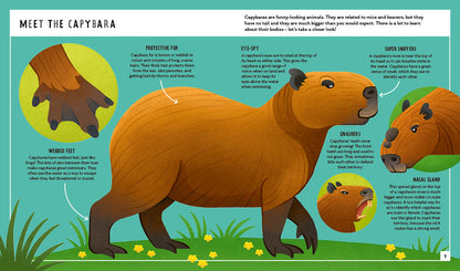 Young Zoologist Capybara