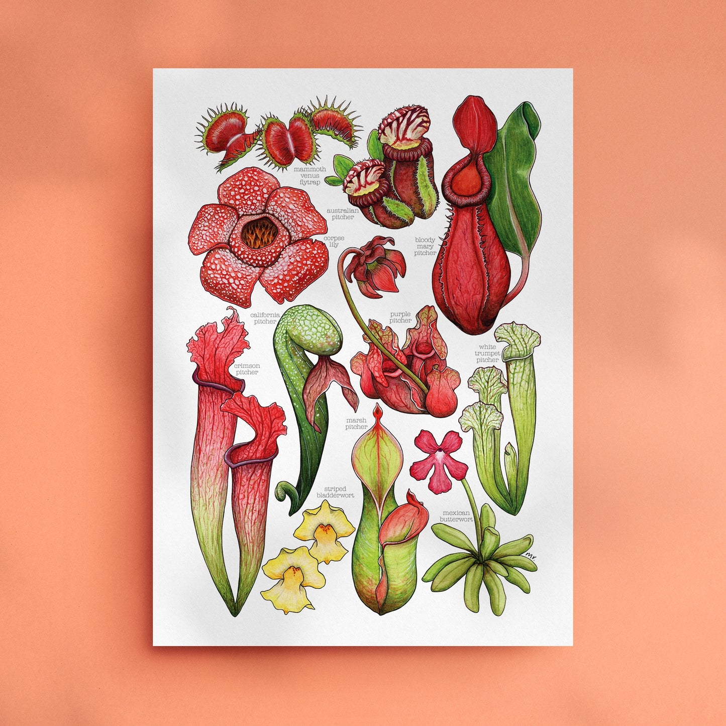 Carnivorous Plants Art Print