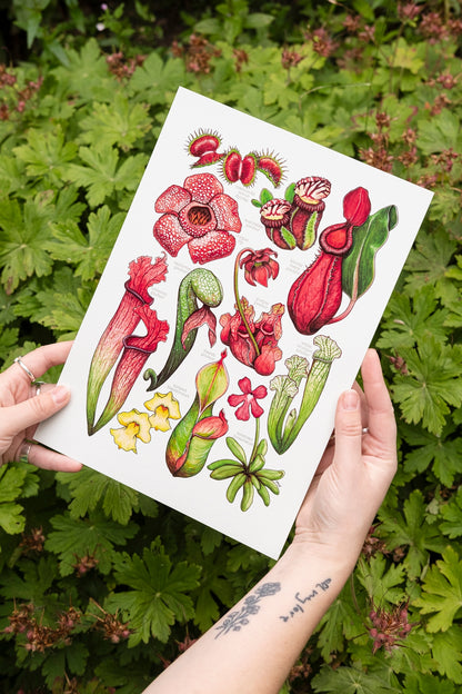 Carnivorous Plants Art Print