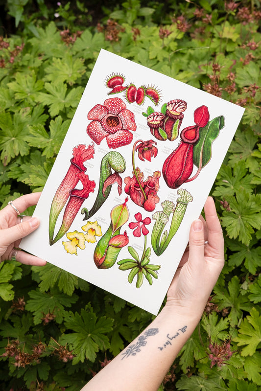 Carnivorous Plants Art Print