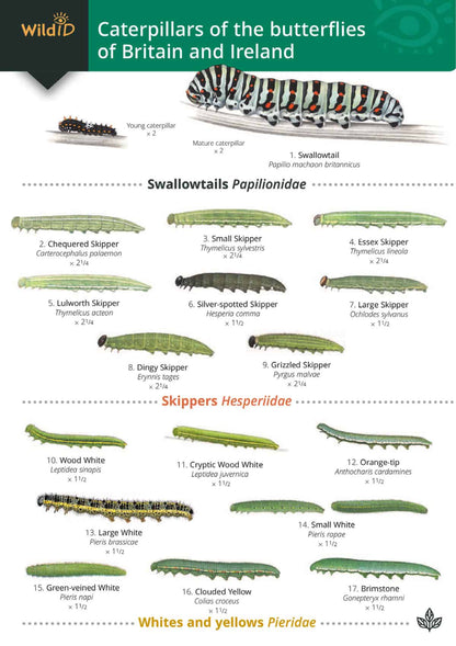 Caterpillars of the Butterflies of Britain and Ireland - Wild ID Guide