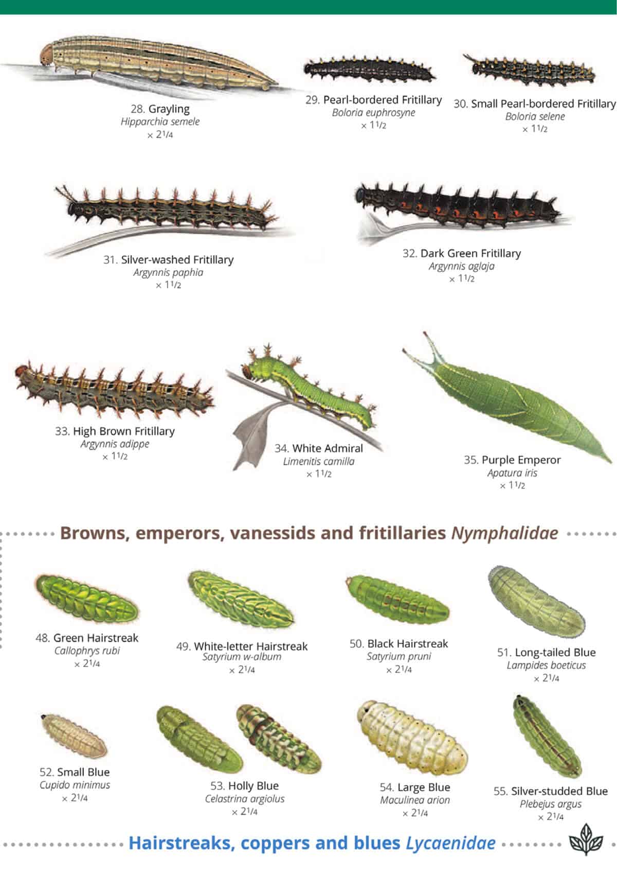 Caterpillars of the Butterflies of Britain and Ireland - Wild ID Guide