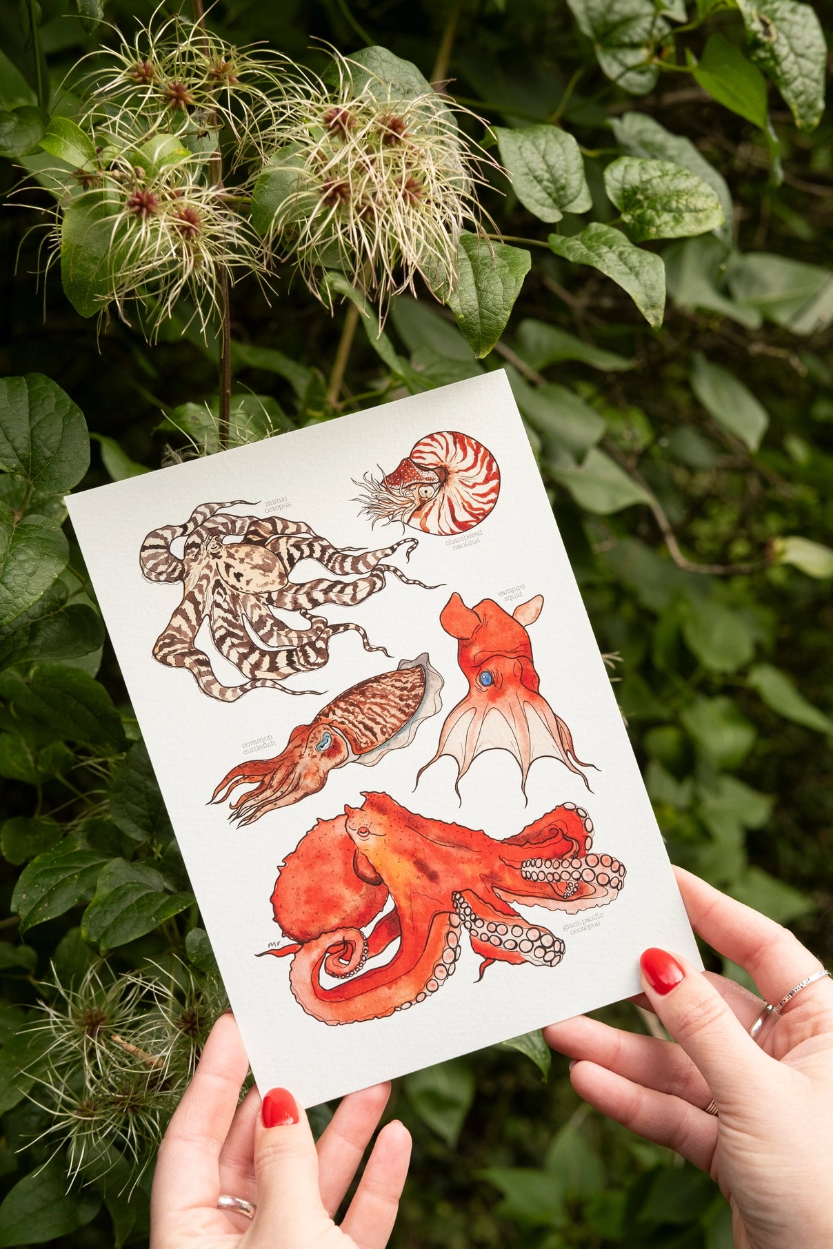 Cephalopods Art Print - A5