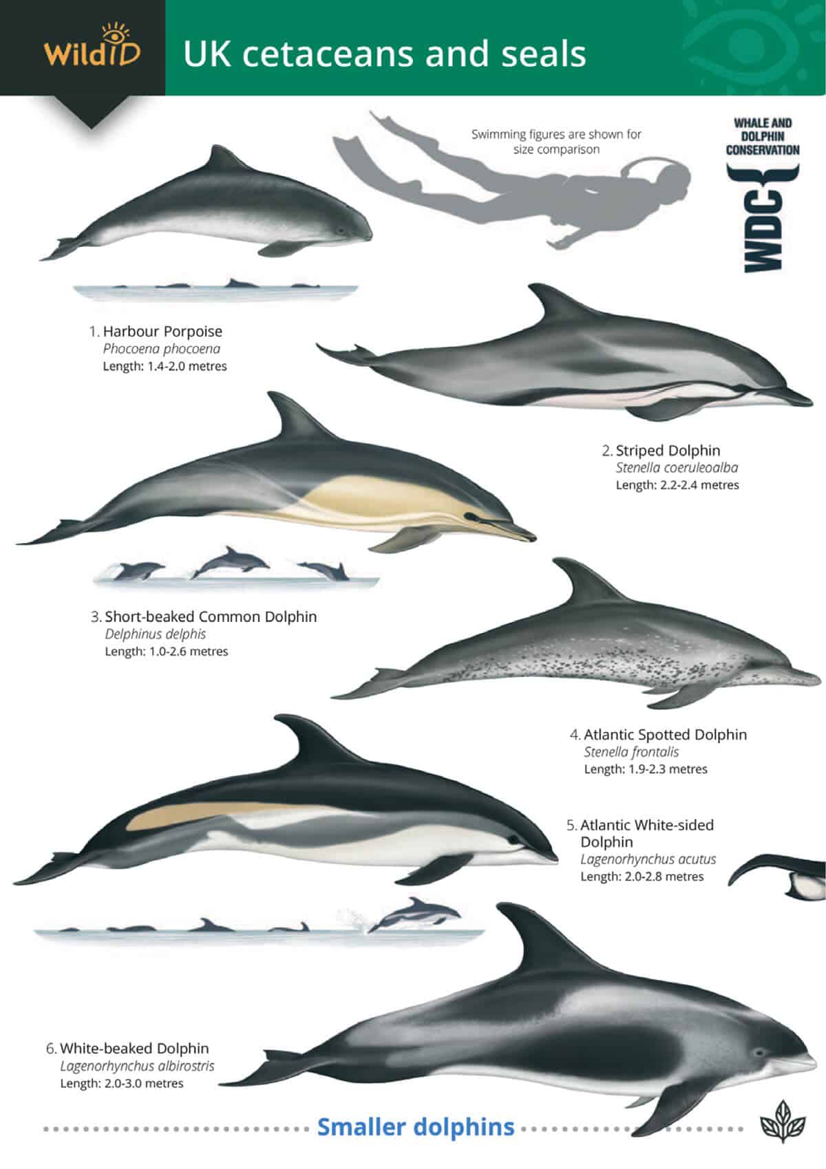 UK Cetaceans and Seals - Wild ID Guide