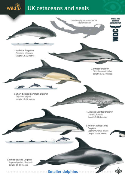 UK Cetaceans and Seals - Wild ID Guide
