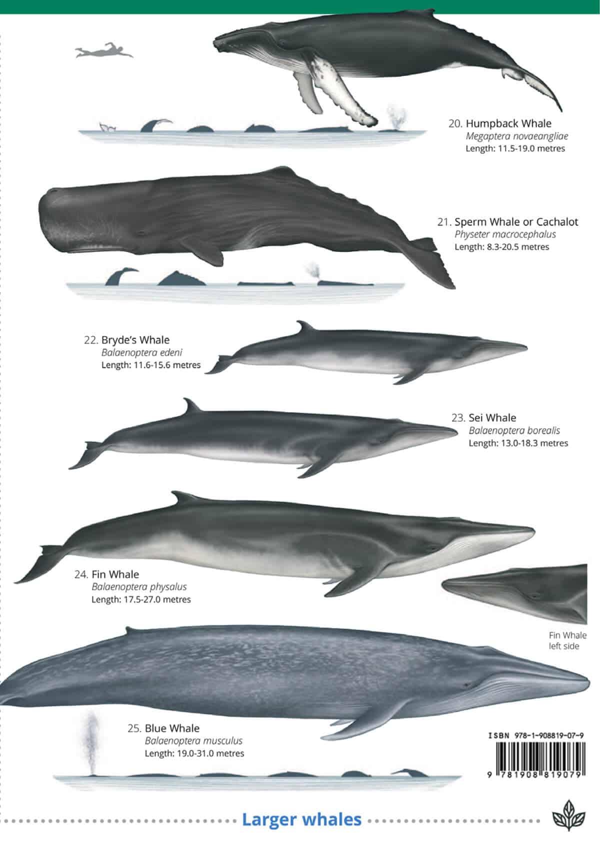 UK Cetaceans and Seals - Wild ID Guide