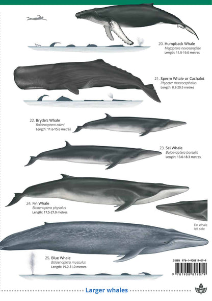 UK Cetaceans and Seals - Wild ID Guide