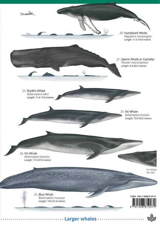 UK Cetaceans and Seals - Wild ID Guide