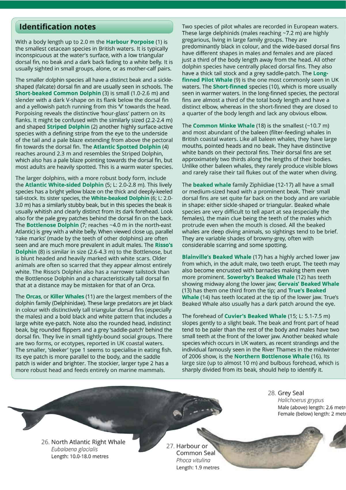 UK Cetaceans and Seals - Wild ID Guide