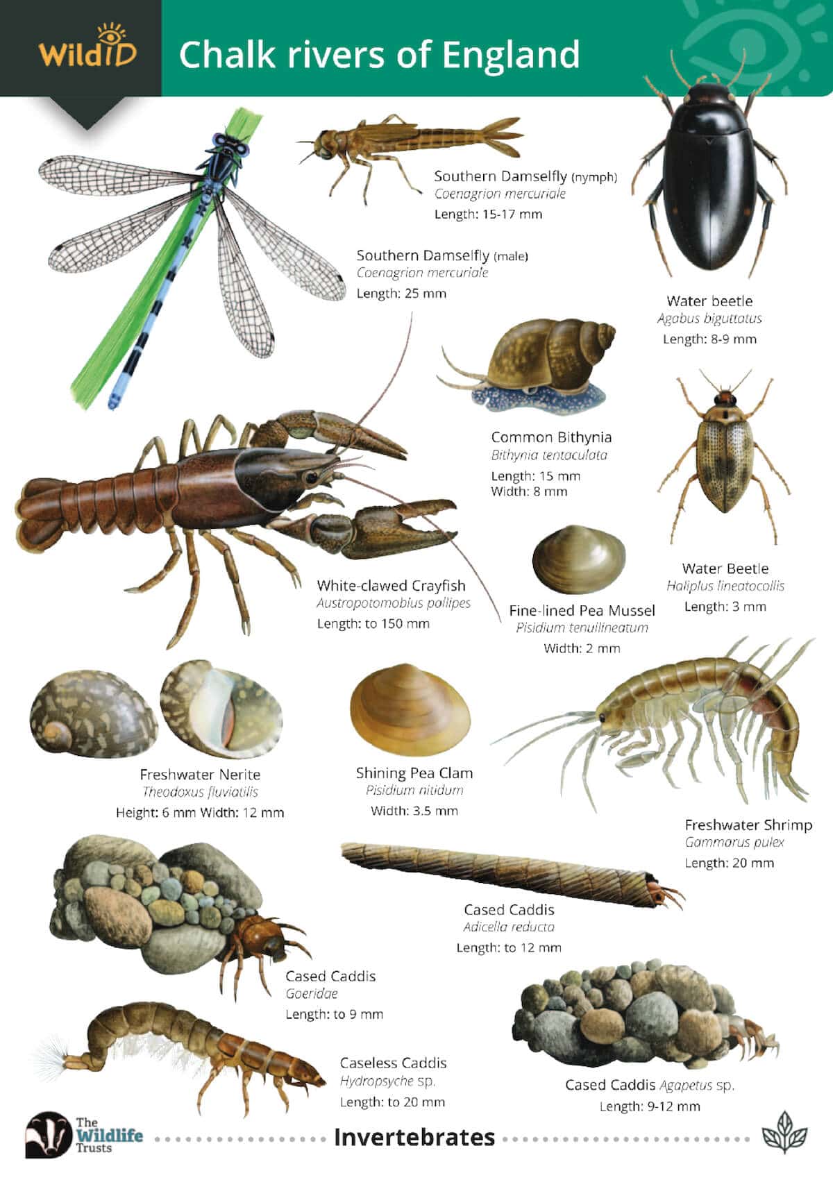 Chalk Rivers of England - Wild ID Guide