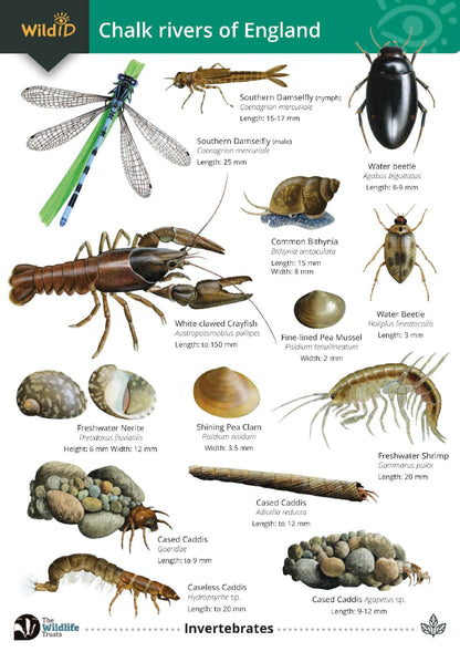 Chalk Rivers of England - Wild ID Guide