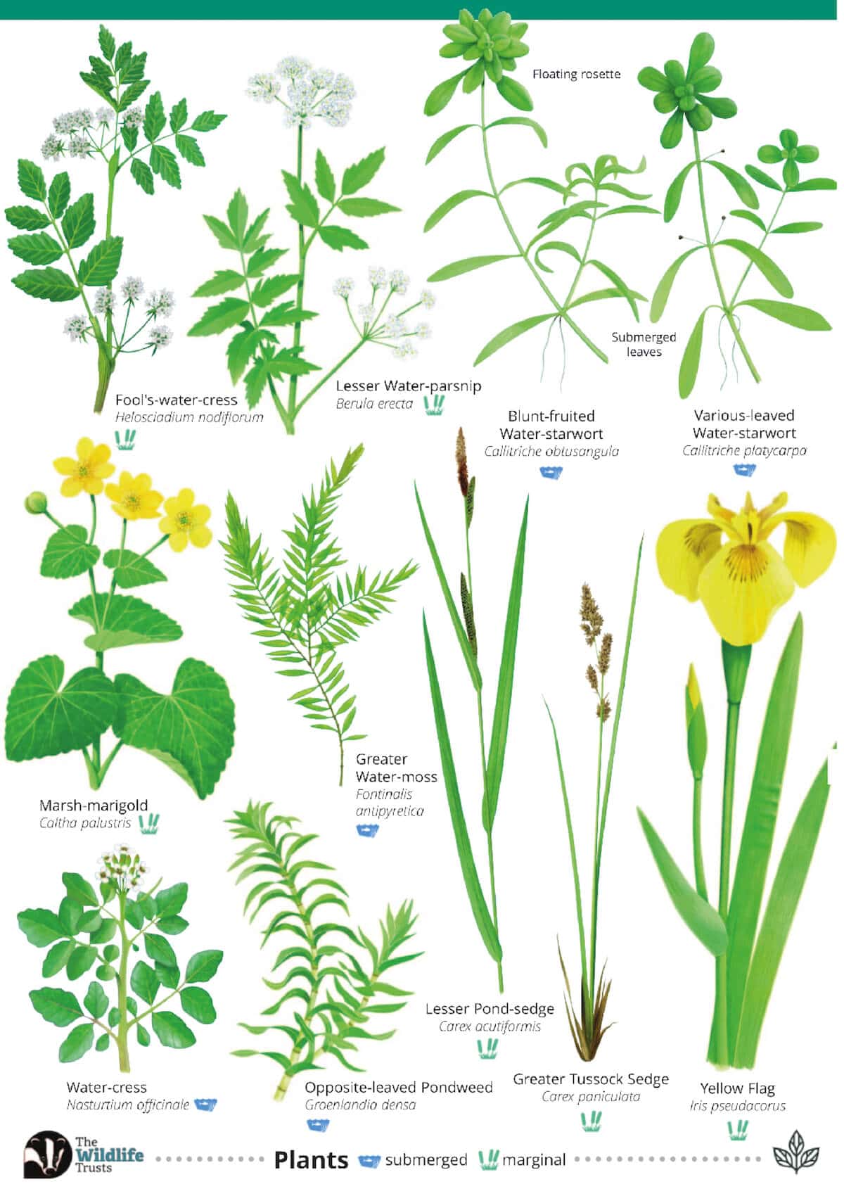 Chalk Rivers of England - Wild ID Guide